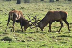 Heating Cooling Conflict